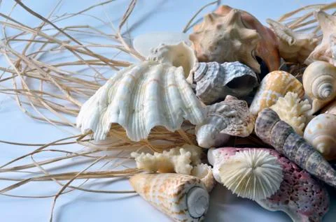 Collection of seashells. Stock Photos