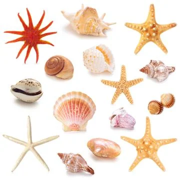 Collection of seashells. Stock Photos