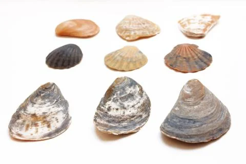 Collection of seashells Stock Photos