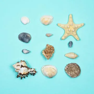 A collection of seashells in the shape of a square on a blue background. View Stock Photos