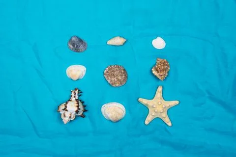 A collection of seashells in the shape of a square on a blue background. View Stock Photos