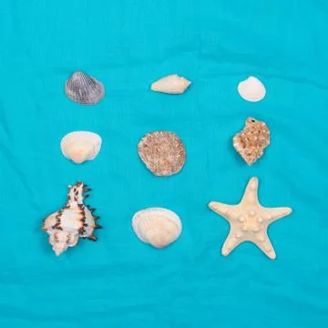 A collection of seashells in the shape of a square on a blue background. View Foto stock