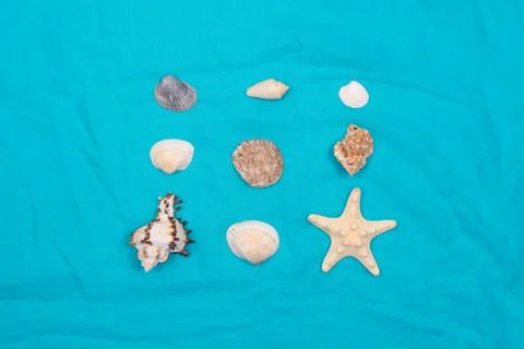 A collection of seashells in the shape of a square on a blue background. View Stock Photos