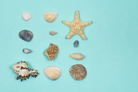 A collection of seashells in the shape of a square on a blue background. View Stock Photos