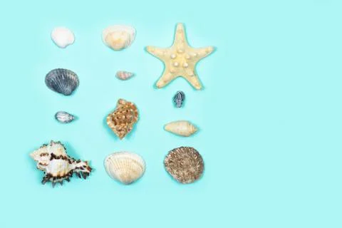 A collection of seashells in the shape of a square on a blue background. View Foto stock