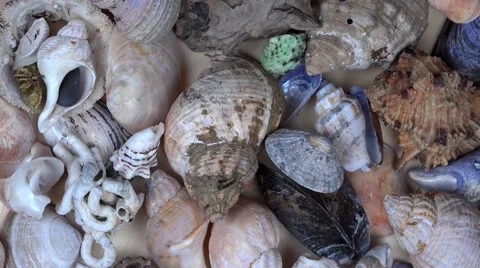 Collection of seashells shell conch cockleshell for backgrounds. turntable Stock Footage