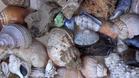 Collection of seashells shell conch cockleshell for backgrounds Stock Footage 80002310