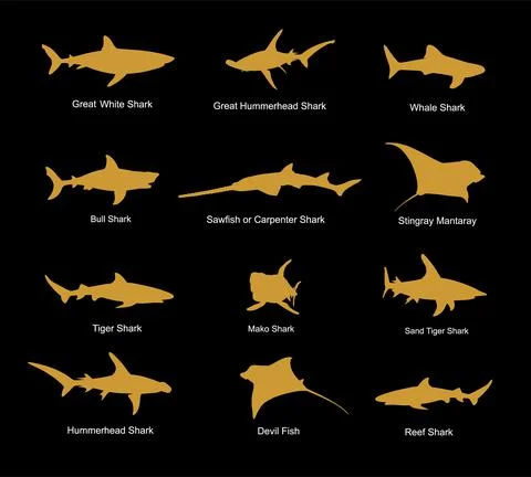 Collection of shark set vector silhouette illustration isolated. イラスト素材