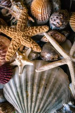 Collection of Shells and Starfish Stock Photos