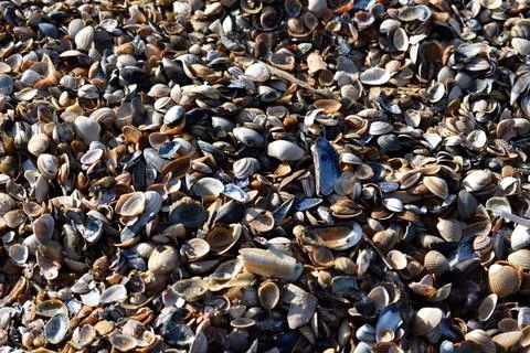 A collection of shells on the beach close to Den Helder in the Netherlands Stock Photos