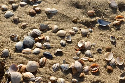 A collection of shells in the beach sand close to Den Helder in the Netherlands Stock Photos