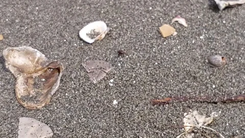 A collection of shells lay on the sand. 動画素材 303001254