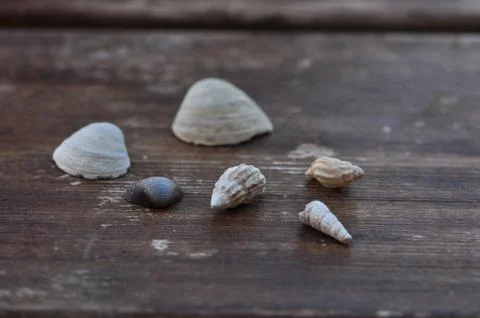Collection of shells Stock Photos