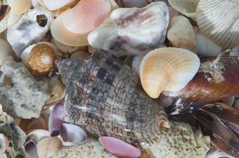 Collection shells Fotos de archivo