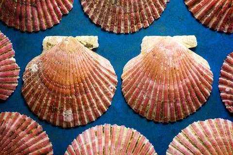 Collection of shells Fotos de archivo