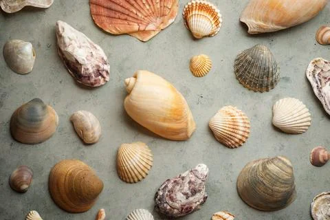 Collection of shells Stock Photos