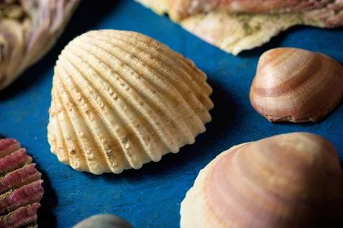 Collection of shells Stock Photos