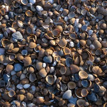 Collection of shells on sandy beach in low afternoon sun 写真素材