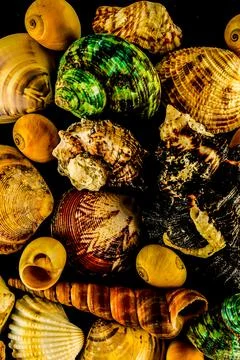 A collection of shells of various shapes and sizes Stock Photos