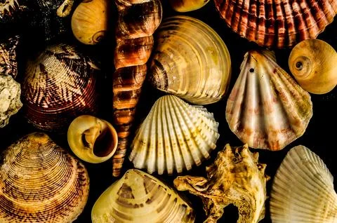 A collection of shells of various shapes Stock Photos