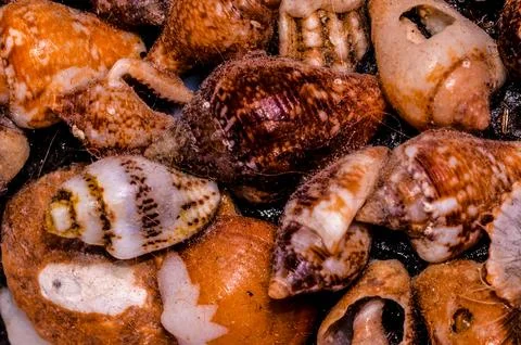 A collection of shells of various sizes and colors 库存照片