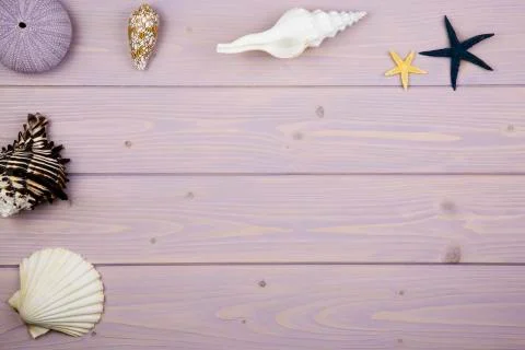 Collection of shells on wood Stock Photos