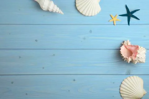 Collection of shells on wood Stock Photos