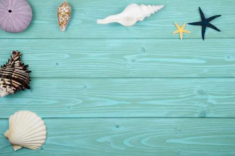 Collection of shells on wood Stock Photos