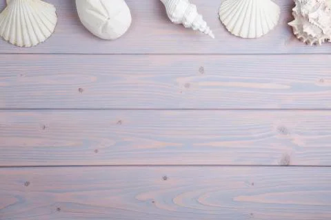 Collection of shells on wood Stock Photos