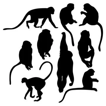 Collection silhouettes monkey. Vector illustration. Isolated primates on wh.. Stock Illustration