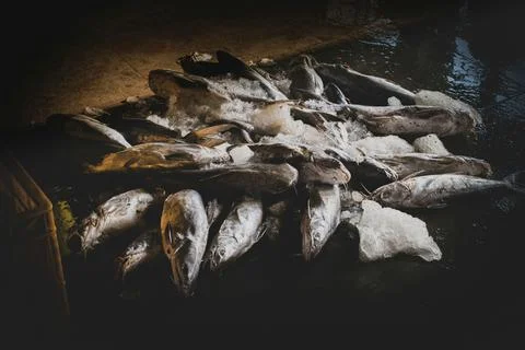 Collection of silver catfish on the ground. Foto stock