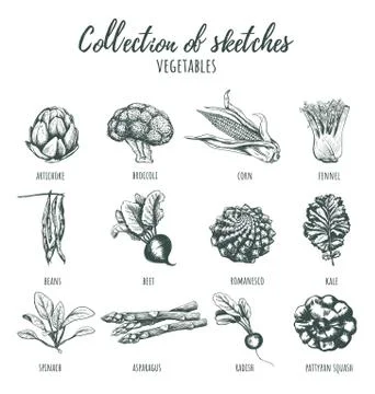 Collection of sketches of vegetables. Stock Illustration