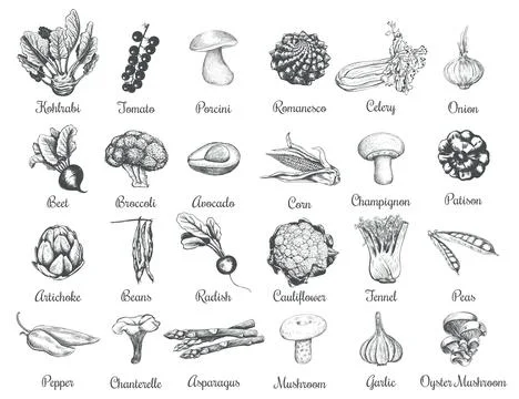 Collection of sketches of vegetables. Stock Illustration