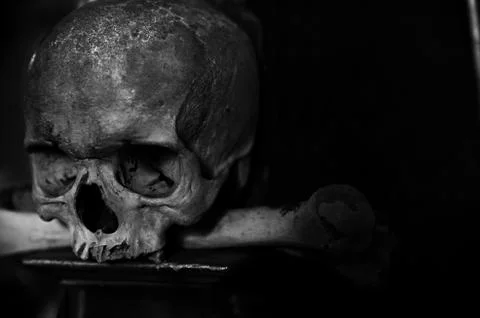 Collection of skull and bones Stock Photos