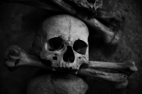 Collection of skull and bones Stock Photos