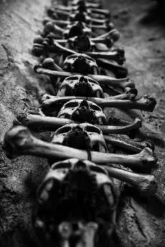 Collection of skull and bones Stock Photos
