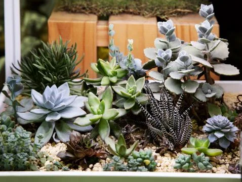 Collection of small cactus succulents in pot. Stock Photos