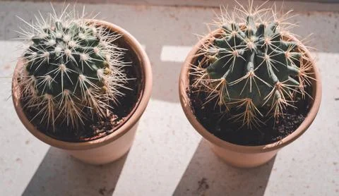 Collection of small cactuses, on windowsill view from the top Stock Photos