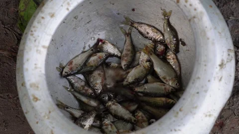 Collection of small freshwater fish Stock Footage 319929501