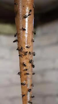 Collection of small insects on a stick in a dimly lit cellar Stock Photos