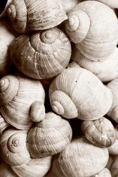 Collection of snail shells. Stock Photos