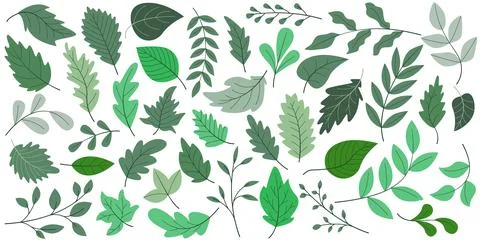 Collection of spring and summer leaves in rich green tones Stock Illustration
