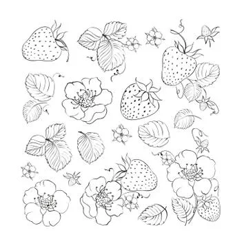Collection of strawberries elements Stock Illustration