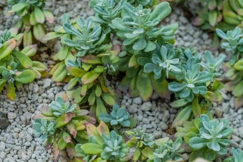 Collection of succulent cacti Stock Photos