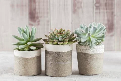 Collection of succulents on a light colored table, close-up image Stock Photos