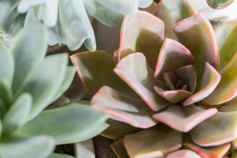 Collection of succulents on a light colored table, close-up image Stock Photos