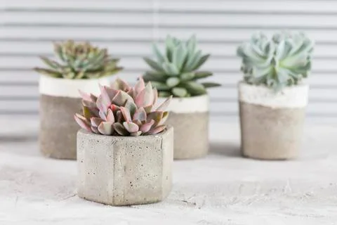 Collection of succulents on a light colored table, close-up image Stock Photos