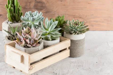 Collection of succulents on a light colored table, close-up image Stock Photos