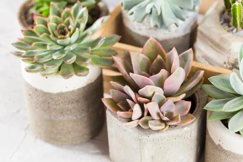 Collection of succulents on a light colored table, close-up image Stock Photos