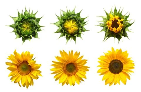 Collection sunflower flower evolution stages isolated on white background. .. 스톡 사진